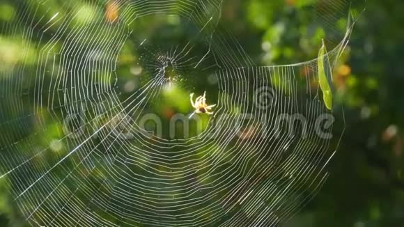巨大的圆网在森林里的一棵树上上面有一个蜘蛛十字军编织新的线视频的预览图