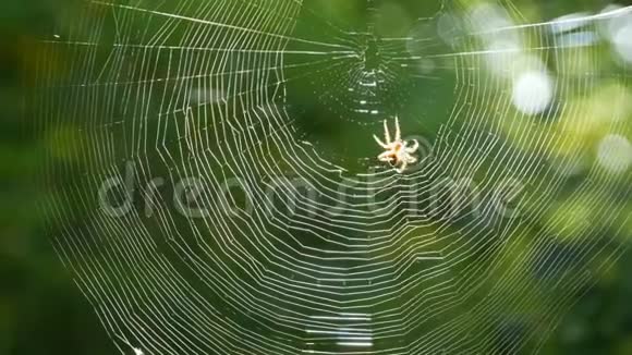 棕色虎色的十字军蜘蛛在绿色的背景下用爪子在树上织网视频的预览图