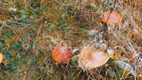 十月秋菇收获季节从上面可以看到大量的苍蝇木耳和其他蘑菇视频的预览图