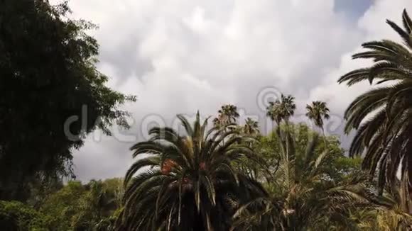 一看美丽多样的棕榈林视频的预览图