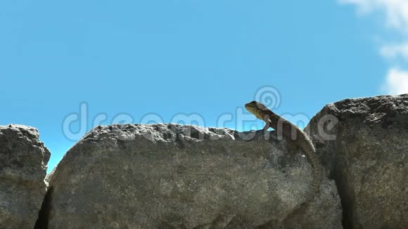 在马丘比丘的石壁上靠近一只蜥蜴视频的预览图