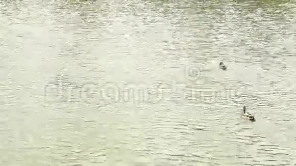 水上的鸭子视频的预览图