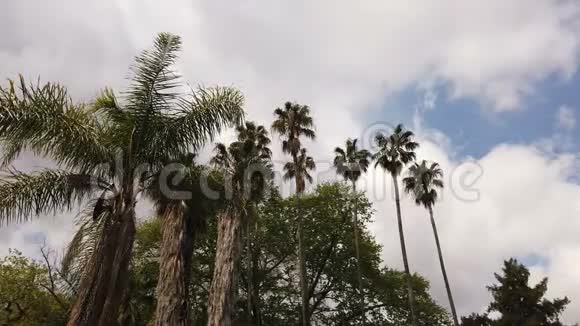几种热带棕榈树在夏天被风摇动视频的预览图