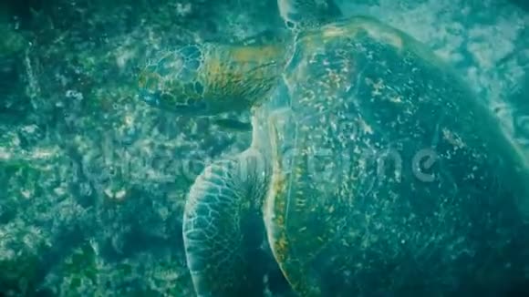 在加拉帕戈斯的一只喂食绿海龟的水下射击视频的预览图