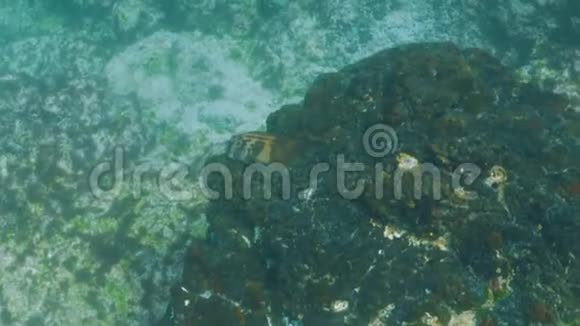 在加拉帕戈斯群岛的伊斯拉巴托洛姆帕纳米法朗尼视频的预览图