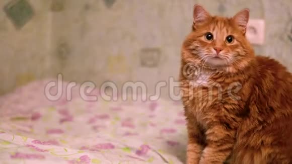 漂亮可爱的毛茸茸的家用姜红猫正在床上休息看着相机移动着毛茸茸的尾巴毛茸茸的宠物视频的预览图