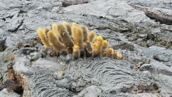 在加拉帕戈斯岛的伊斯拉圣地亚哥上生长的熔岩仙人掌视频的预览图