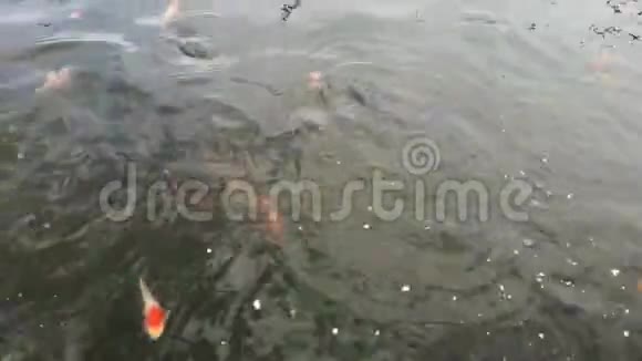 宏观视频拍摄鱼是如何喂食的红鲤游到水面吃食物视频的预览图