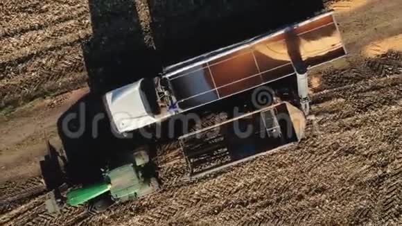 玉米粒从组合螺旋下降到纸箱谷物浇注在天际线背景机械收获农场视频的预览图