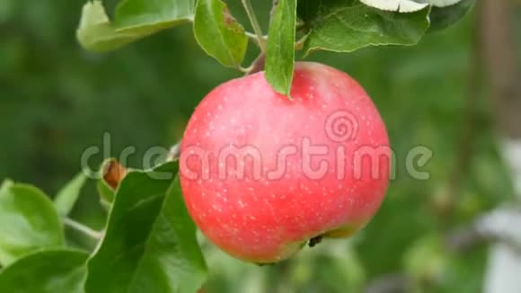 成熟的红苹果在树枝上成熟视频的预览图