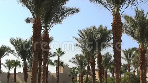 在阳光明媚的夏日里埃及美丽的地区绿棕榈树的枝条在微风中迎着蓝天摇曳视频的预览图