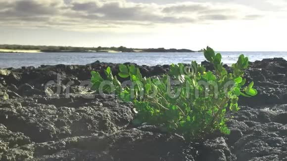 在圣克鲁斯岛的熔岩上生长的红树林植物视频的预览图