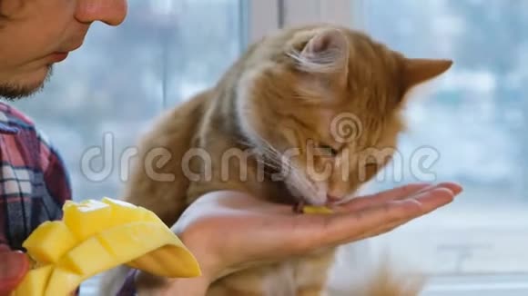 红猫在家中厨房用手吃芒果视频的预览图