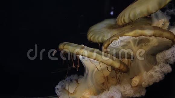 在马尔代夫拍摄的一组蘑菇珊瑚Scruposa真菌地下蘑菇海洋生活视频的预览图
