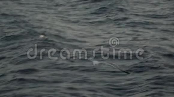 海背景上飞翔的海鸥慢动作跟踪视频日落视频的预览图