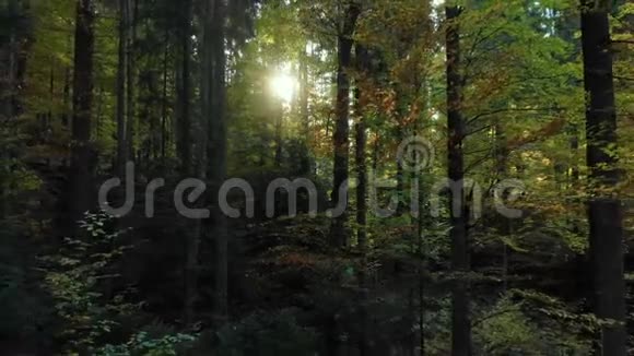 神秘的黑森林野生自然木材追踪视频的预览图