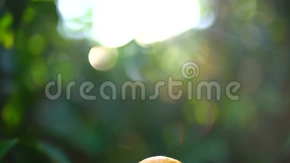 在阳光明媚的阳光和阳光明媚的绿油油的背景下雌性手举着多汁的橘子或橘子视频的预览图