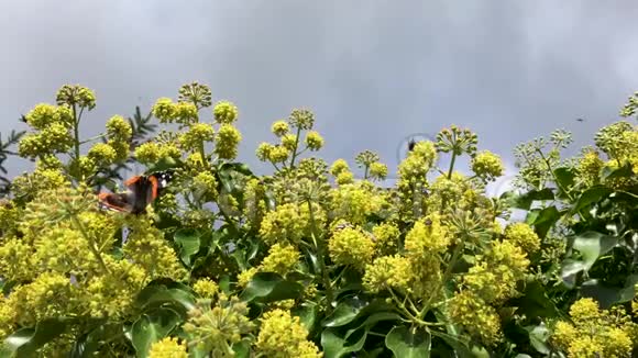蝴蝶和蜜蜂在花上视频的预览图