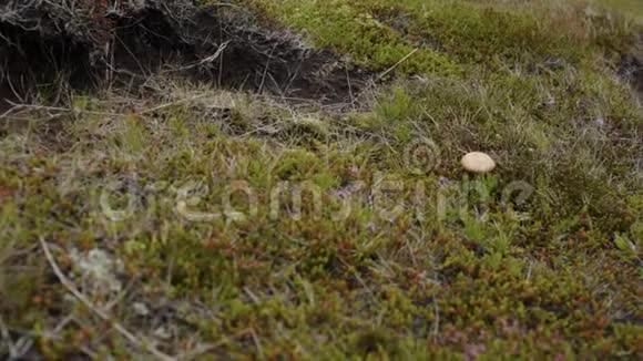 园丁或旅行者采集野生蘑菇视频的预览图