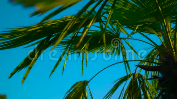 蓝天上的棕榈叶蓝色背景上的棕榈叶视频的预览图