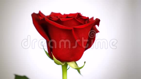 红玫瑰在白色背景上旋转爱的象征情人节卡片设计视频的预览图