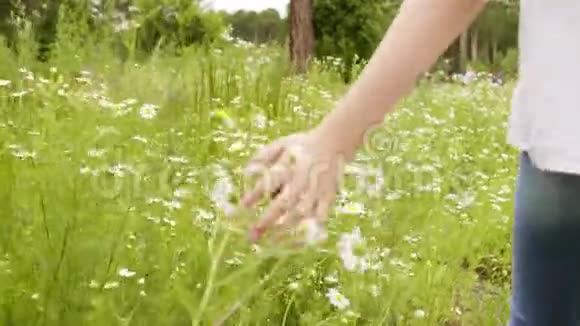 小女孩走过草地触摸洋甘菊双手特写视频的预览图