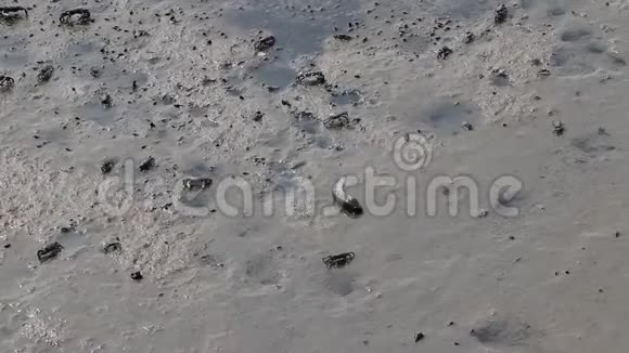 泥船是在红树林的泥地上行走的两栖鱼类视频的预览图