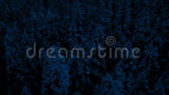 夜间飞越白雪覆盖的森林视频的预览图