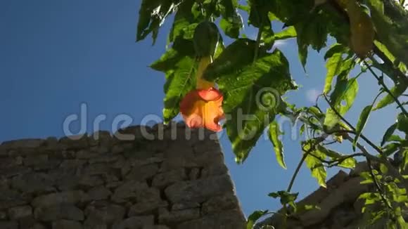 马丘比丘的橙色天使喇叭花视频的预览图