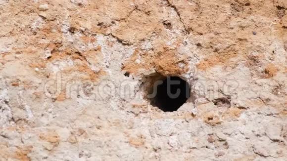 欧亚树麻雀帕瑟蒙塔纳斯在他的洞里视频的预览图