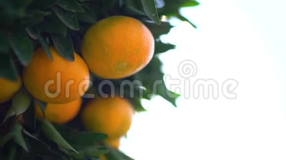 挂在一棵橘子树上的多汁美味橘子的特写女性手抓橘子特写慢动作视频的预览图