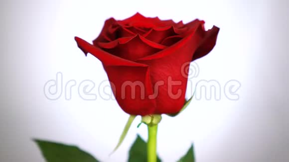 红玫瑰在白色背景上旋转爱的象征情人节卡片设计视频的预览图