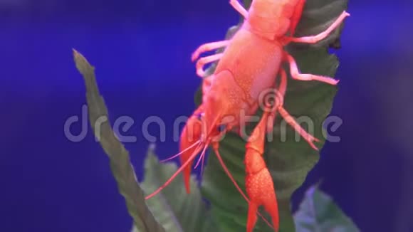 叶子水生植物上的红色小龙虾视频的预览图