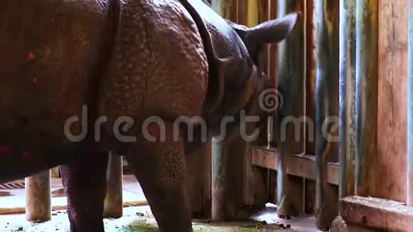 高清关闭视频印度犀牛被关在笼子里视频的预览图