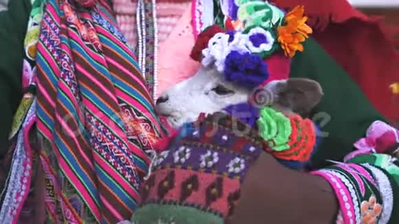 秘鲁库斯科的一个女孩抱着一只小骆驼视频的预览图