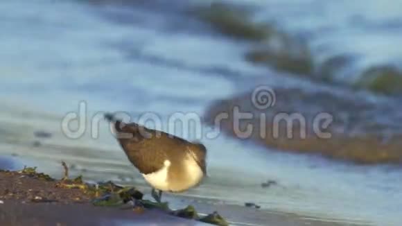 鸟类常见的沙眼性腺炎低血容量沿沙滩附近的水常见的沙漏寻找食物和食物视频的预览图