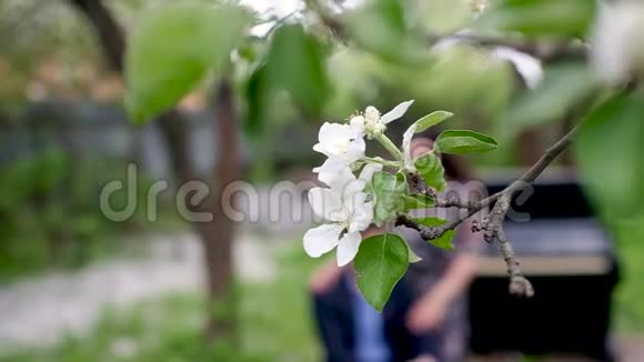 开花的苹果树的枝近春天的苹果园里美丽的年轻女子享受大自然快乐的美丽视频的预览图
