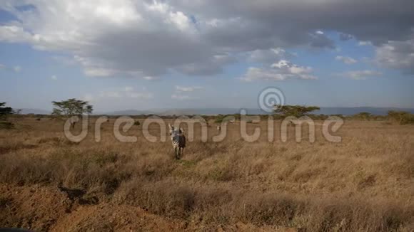 非洲斑马在风景如画的草原上在山丘和相思树的背景下视频的预览图