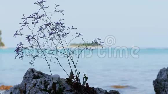 Lilaclimonium植物石对海岛视频的预览图