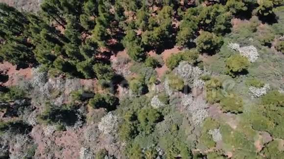 针叶树常绿树木生长从死火山土地泰德国家公园特内里夫宗教视频的预览图