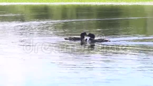 一个高清视频剪辑跟随一家人一起在明尼苏达州诺斯伍德湖游泳视频的预览图