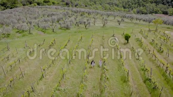 意大利托斯卡纳的葡萄园春天的葡萄树上有少量的绿叶需要呵护视频的预览图