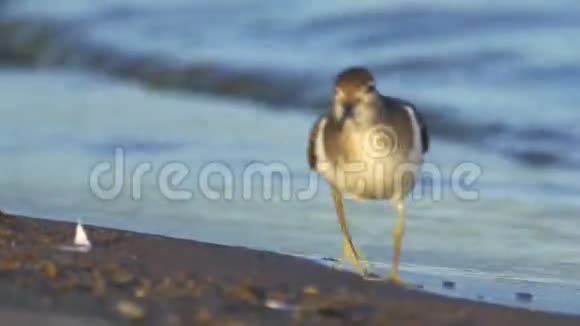 鸟类常见的沙眼性腺炎低血容量沿沙滩附近的水常见的沙漏寻找食物和食物视频的预览图