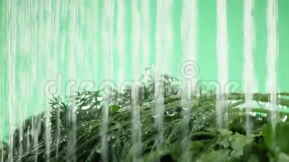 在视频中我们看到了这些草药水像波浪一样从不同射流的顶部落下绿色的背景视频的预览图