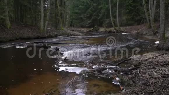 狭窄的河流在一片古老的森林里流淌新鲜的泉水在树林里流着水槽视频的预览图