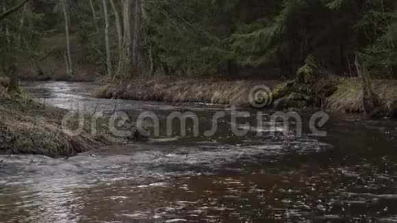 狭窄的河流在一片古老的森林里流淌新鲜的泉水在树林里流着水槽视频的预览图