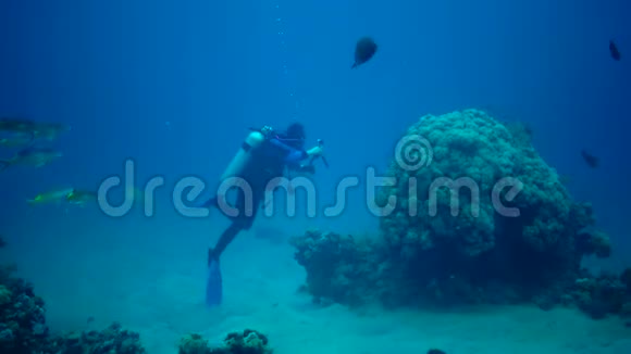 MarsaAlamAbuDabab埃及Mart232019年一名潜水员在珊瑚礁上观看并拍摄热带鱼的视频视频的预览图