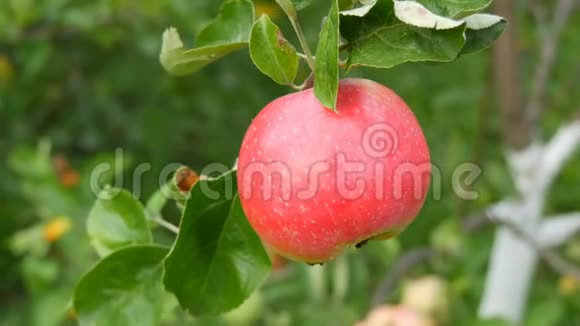 成熟的红苹果在树枝上成熟视频的预览图