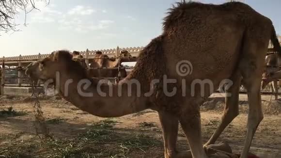 农场上的骆驼吃干草视频的预览图