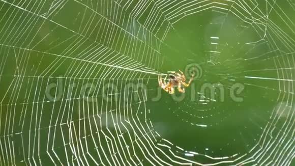 夏天一只大蜘蛛在树上织网在绿树叶的背景上织网大人物视频的预览图